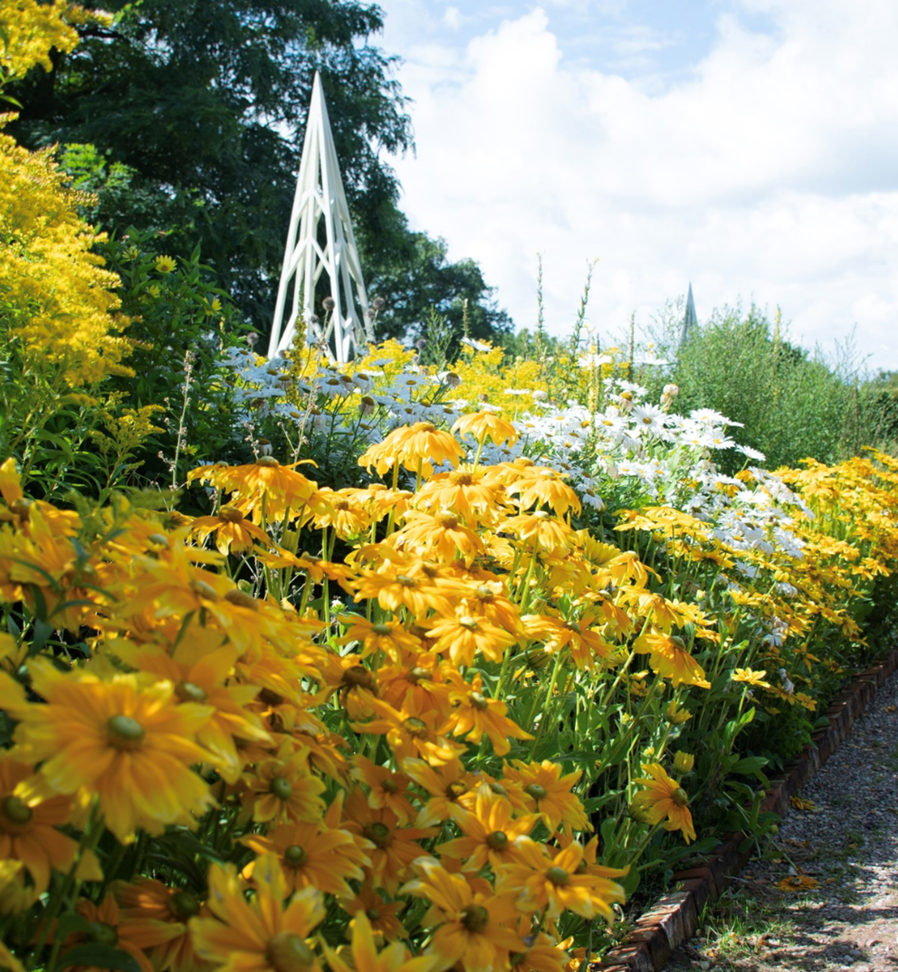 An image of yellow flowers in bloom at Castle Bromwich gardens.