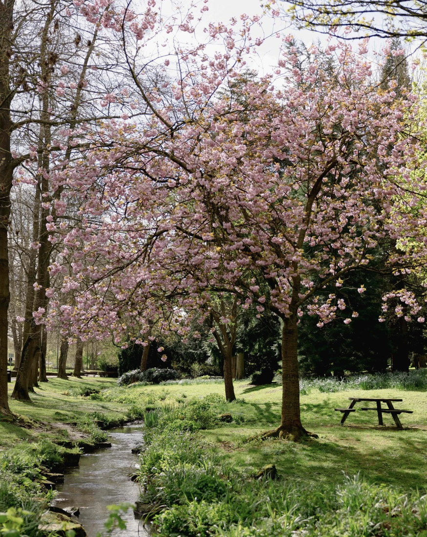 An image of a cherry blossom tree at Walsall Arboretum.
