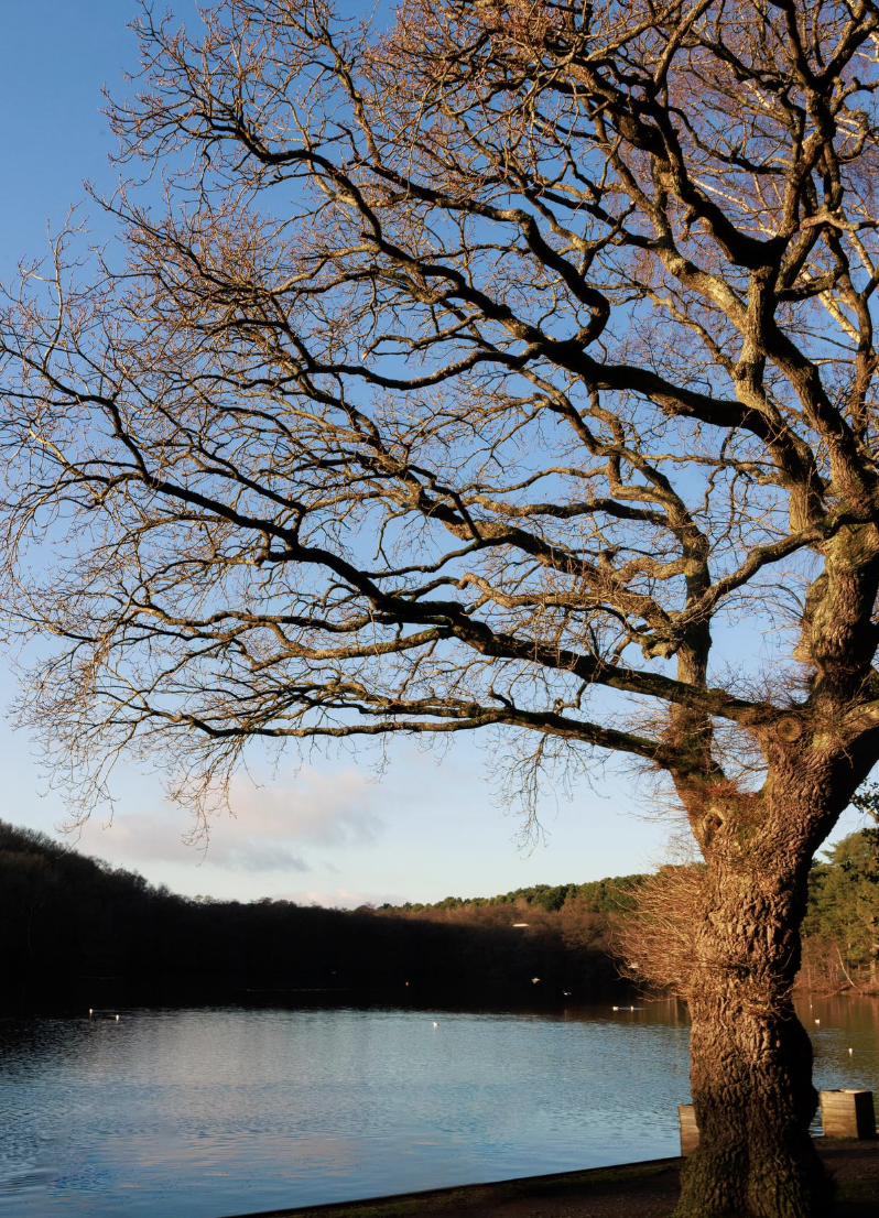 An image of a tree in front of the lake at Sutton Park.